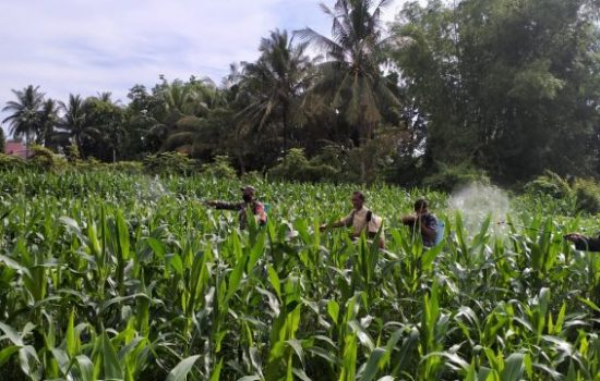 Anggota Koramil 25 Gp.BaroMenyemprotkan Tanaman Jagung,Bagian Pendampingan Petani
