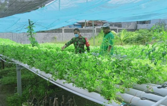 Komsos Babinsa Serka Hariri Bersama Petani Sayuran Hidroponik
