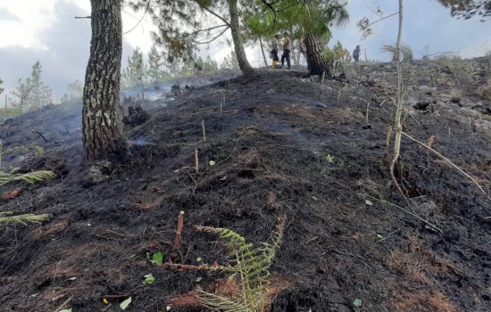 Kebakaran Hutan Lahan Terjadi Ancam Dataran Tinggi Gayo