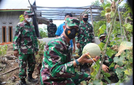 Panen Perdana, Dandim Mengapresiasi Kelompok Petani Melon