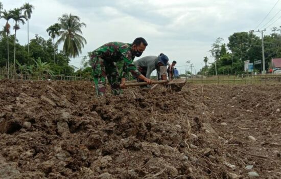 Berada Di tengah Tengah Masyarakat TNI Bantu Petani Siapkan Lahan Pertanian.