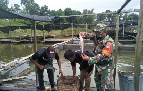 Panen Keempat Budidaya Keramba Apung hasil Binaan Kodim Aceh Utara Tembus 1 Ton Ikan