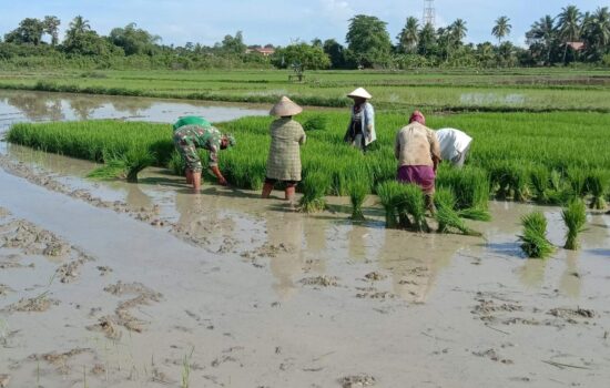Bukti kedekatan dengan Masyarakat,Personel Satgas TMMD Ke 112 Bantu Warga Mencabut bibit padi di sawah.