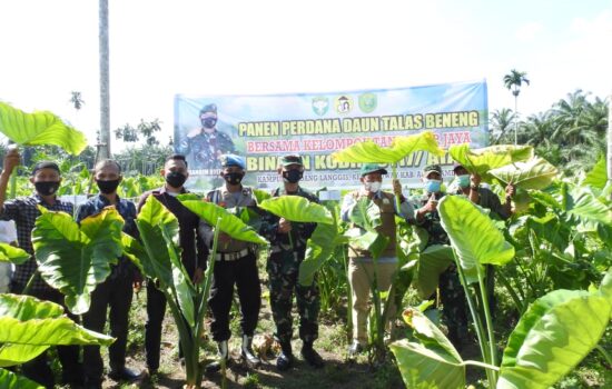 Panen Perdana, Dandim 0117/Aceh Tamiang Mengapresiasi Petani Budidaya Talas Beneng Binaan kodim 0117/Aceh Tamiang