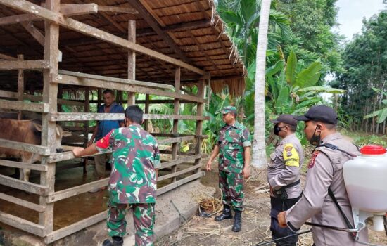 Minimalisir Wabah PMK, TNI Polri dan Instansi Terkait Lakukan Penyuntikan Hewan Ternak di Madat