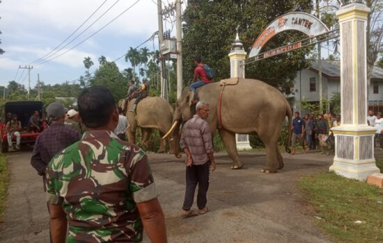 Personel Koramil dan Polsek Sakti Serta Petugas BKSDA Giring Gajah Liar Kembali kehutan